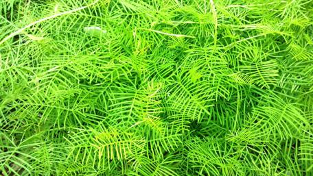 Lush Greenery in Nature's Embrace wallpaper