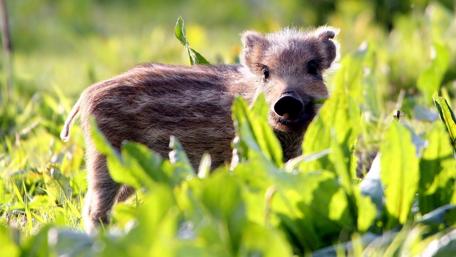 Little Piggy in the Sunny Clearing wallpaper