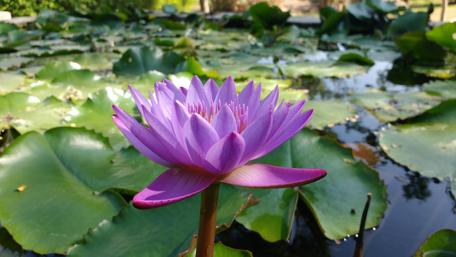 Pink Lotus Flower in Serenity Gardens wallpaper