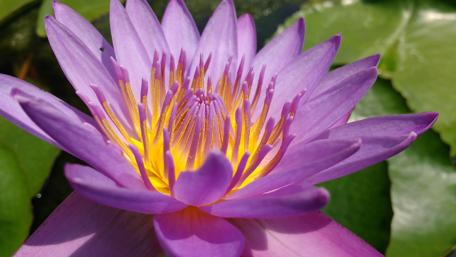 Purple Lotus in Bloom wallpaper