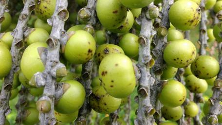 Lush Green Wild Berries Wallpaper wallpaper