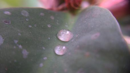 Glistening Water Droplets on Leaf Surface wallpaper