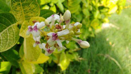 Delicate Wildflowers in Bloom wallpaper