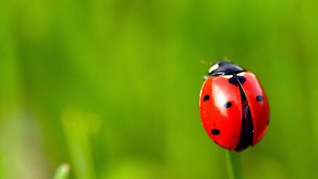 Whimsical Ladybird Romance wallpaper