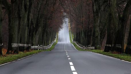 Mysterious Tree-Lined Roadway wallpaper
