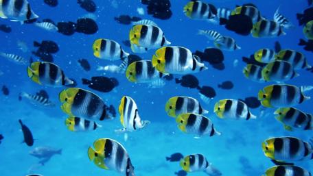 Vibrant Underwater School of Fish Dance Together wallpaper