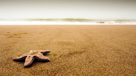 Tranquil Beach Scene with Starfish in Focus wallpaper