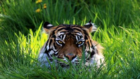 Majestic Tiger in Lush Greenery wallpaper