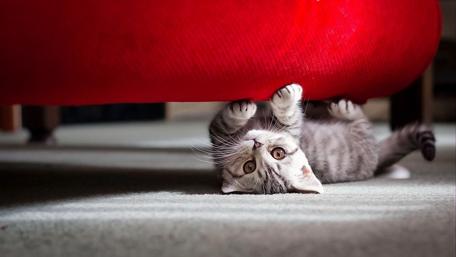 Playful Kitten Under the Couch Wall Art wallpaper
