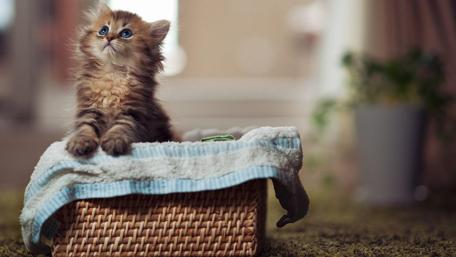 Adorable Kitten in a Cozy Basket wallpaper