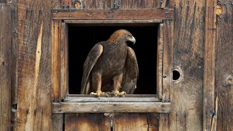 Majestic Eagle Perched by the Window wallpaper
