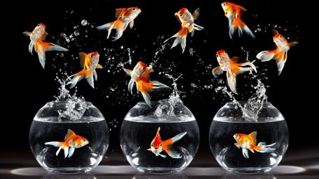 Bouncing Goldfish in Action wallpaper