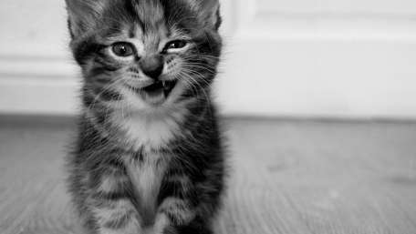 Whiskered Delight in Monochrome wallpaper