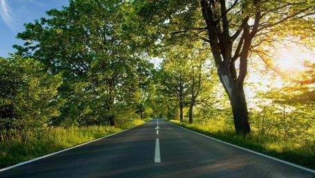 Serene Road Surrounded by Lush Trees and Nature Light wallpaper