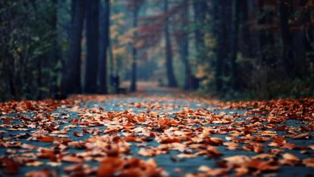 Autumn Pathway of Fallen Leaves wallpaper