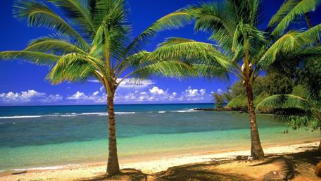 Tropical Paradise with Sunlit Palms wallpaper