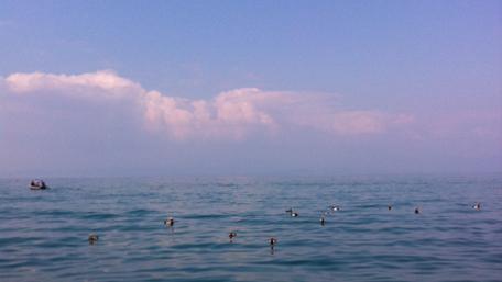 Tranquil Ocean Scene with Ducks Swimming in Calm Waters wallpaper