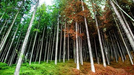 Changing Colors in a Serene Forest Wonderland wallpaper