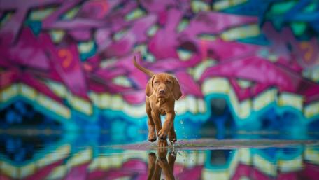 Puppy Splash Adventure in Colorful Alley wallpaper
