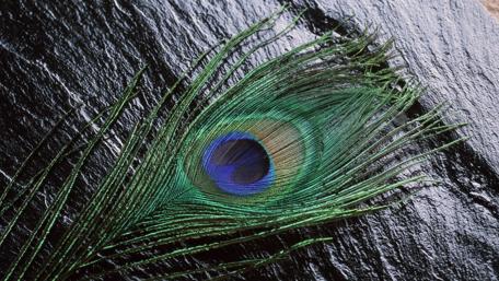 Elegance of a Peacock Feather wallpaper