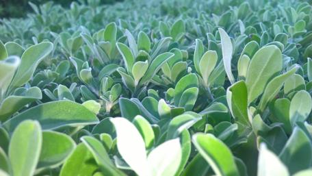 Lush Greenery in Nature's Embrace wallpaper