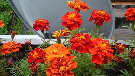 Vibrant Marigold Blossoms in Bloom wallpaper