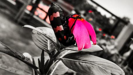 Vibrant Pink Blooms Amidst Monochrome Serenity wallpaper