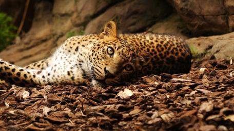 Leopard Relaxing in Its Natural Habitat wallpaper