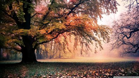 Autumn Serenity in a Forest Haven wallpaper