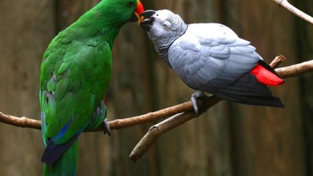 Vibrant Parrots Sharing a Moment of Affection wallpaper