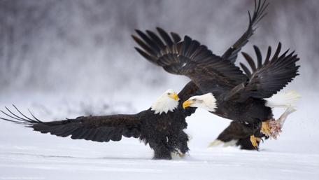 Majestic Bald Eagles in Winter Flight wallpaper