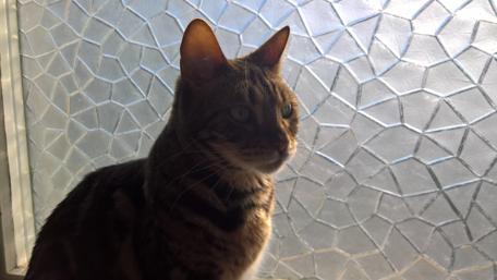 Majestic Cat Silhouette Against Glass Background wallpaper