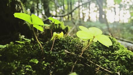 Vibrant Greenery in a Sunlit Forest Mood wallpaper