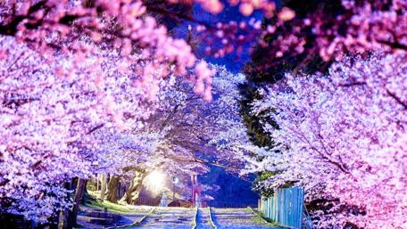 Enchanted Pathway Through Blossoming Trees wallpaper