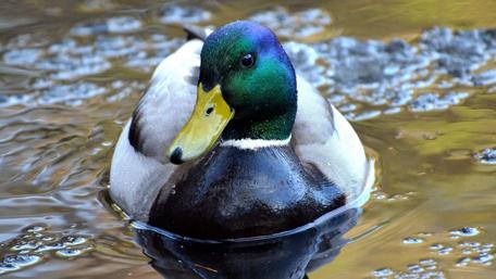 Majestic Mallard Duck Swimming Gracefully wallpaper