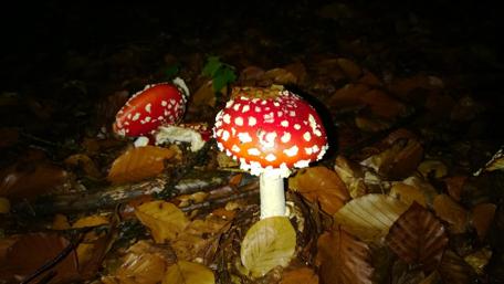 Enchanting Forest Mushrooms Under the Night Sky wallpaper