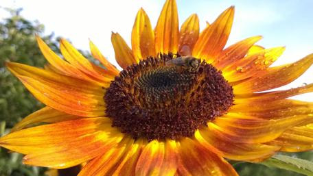 Vibrant Sunflower with a Wasp Detail wallpaper