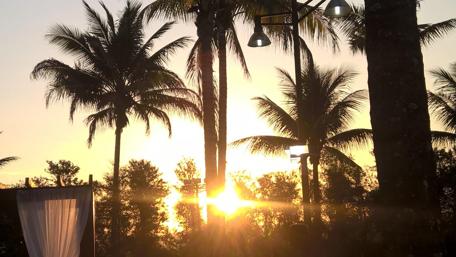 Sunset Serenity Over Palm Trees wallpaper