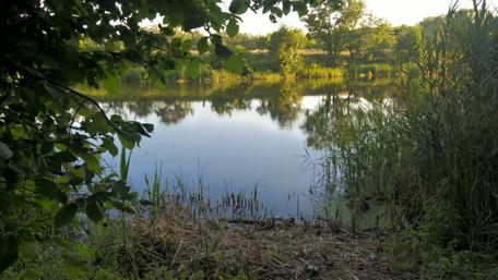 Serene Reflections in Nature's Embrace wallpaper