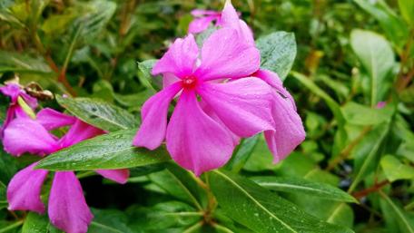 Vibrant Pink Flower Among Lush Greenery wallpaper