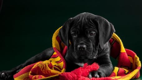 Adorable Puppy Wrapped in a Cozy Blanket wallpaper