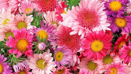 Burst of Spring Colors wallpaper