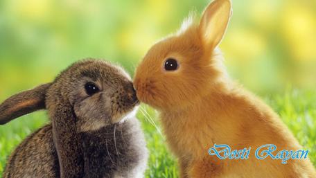Cute Rabbits Sharing a Sweet Moment Together wallpaper