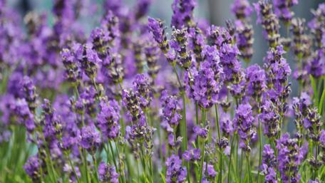 Lavender Fields in Full Bloom Displaying Nature’s Beauty wallpaper