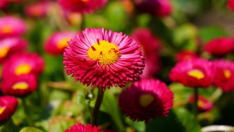 Vibrant Pink Daisy Blossoms in Blooming Garden wallpaper