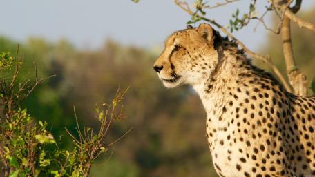Majestic Cheetah in Nature's Embrace wallpaper