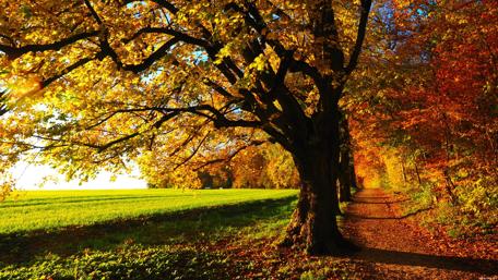 Golden Autumn Pathway Through Vibrant Foliage wallpaper