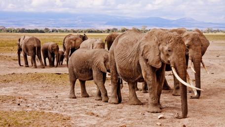 Majestic Elephants Gathering in Nature wallpaper