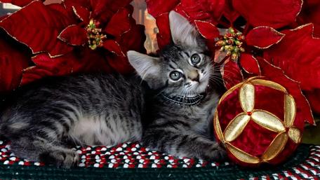Playful Cat Among Poinsettias and Ornaments wallpaper