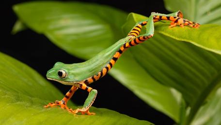 Vibrant Green Frog on Lush Leaves wallpaper